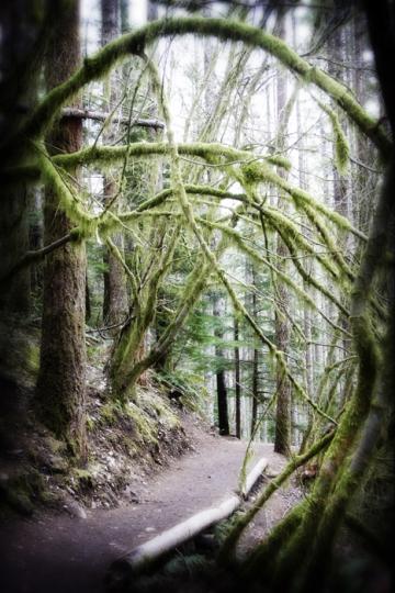 Rattlesnake Mountain Trail near Seattle - 3 of 3